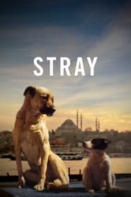 Stray